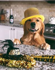 Image result for New Year for Dogs