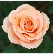 Image result for ROSA WARM WISHES