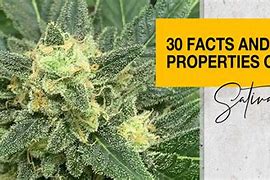 Image result for Meaning of Sativa