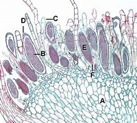 Image result for Moss On a Rock Plant Drawing