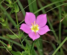 Image result for Wildflower Plants