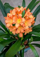 Image result for Tropical Flowering Plants