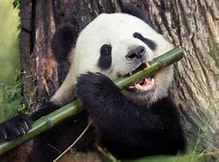 Image result for Panda Animal Photo Eating Bamboo Cute