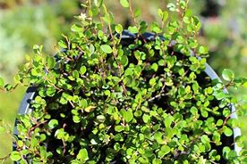 Image result for Muehlenbeckia axillaris