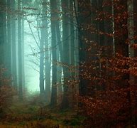 Image result for Beautiful Dark Forest
