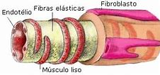 Image result for arteriola