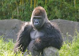 Image result for Ozzie world's oldest gorilla dies