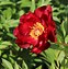 Image result for Paeonia itoh Scarlet Heaven