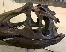 Image result for Fossil Dinosaur Bone