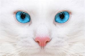 Image result for White Cat Face