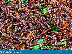 Image result for Cricket Insect Food