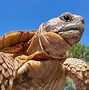 Image result for Testudo graeca