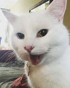 Image result for Smudge Cat Meme Generator