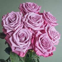 Image result for Lavender Rose Varieties