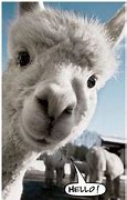 Image result for Animals Saying Hello