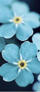 Image result for Nature iPhone Wallpaper Blue