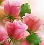 Image result for Light Pink Rose Gold