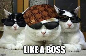 Image result for Got It Boss Cat Meme