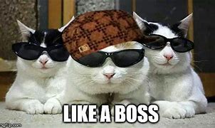 Image result for Like a Boss Cat Meme