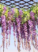 Image result for Silk Vines