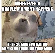 Image result for Chihuahua PTSD Meme