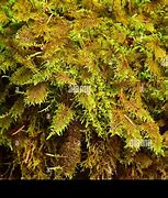 Image result for Mountain Fern Moss