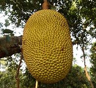 Image result for World's Largest Fruit