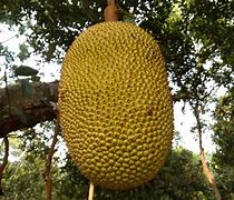 Image result for Biggest Fruit