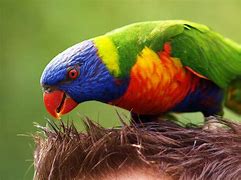 Image result for Vini Loriidae