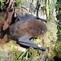 Image result for NZ Bat Species