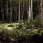 Image result for Woods Wallpaper 1920X1080