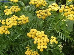 Image result for Yellow Button Shrub