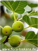 Image result for Ficus carica Dottato