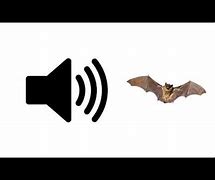 Image result for Bat Sounds in Attic