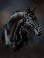 Image result for Black Horse Portrait