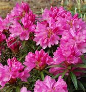 Image result for Rhododendron Graziella
