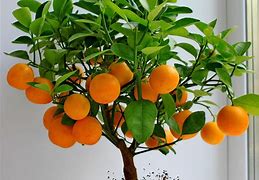 Image result for Beautiful Orange Tree