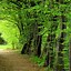 Image result for Kindle Fire HD 10 Forest Wallpaper