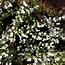 Image result for Spiraea prunifolia Plena