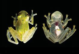 Image result for Glass Frog