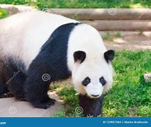 Image result for Panda Bear Standing Up