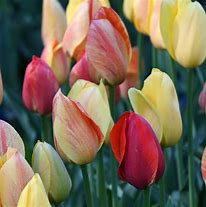 Image result for Tulipa Rhapsody of Smile