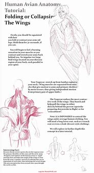 Image result for Winged Humanoid Anatomy