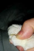 Image result for Girl Kssing Cat Paws Meme