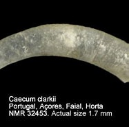 Image result for "caecum Clarkii". Size: 187 x 175. Source: www.marinespecies.org