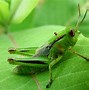 Image result for 4K Image of a Cricket Insect