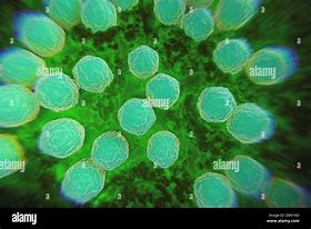 Image result for Virus De Rubeola