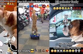 Image result for Bill Collector Dog