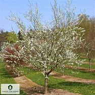 Image result for Prunus domestica Diepenbeekse