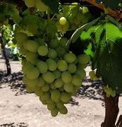 Image result for Green Stuff On Grapes